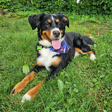 Reversible, Over The Collar, Pet Bandana - Galaxy