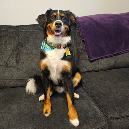 Reversible, Over The Collar, Pet Bandana - Sea Turtles